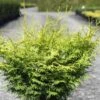 Cyprès Hinoki Du Japon - Chamaecyparis Obtusa Lucas 2 Cyprès Hinoki Du Japon - Chamaecyparis Obtusa Lucas -Terrefleurie Boutique Cypres hinoki du Japon Chamaecyparis obtusa Lucas IF 1002451 1