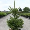 Picea Abies Will's Zwerg - Épicéa Commun -Terrefleurie Boutique Epicea commun Picea abies Will s Zwerg IF 1002732 1