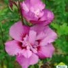 Hibiscus Syriacus Eruption - Althéa Ou Mauve En Arbre -Terrefleurie Boutique HIBISCUS ERUPTION 761637 1