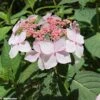 Hortensia - Hydrangea Serrata Grayswood -Terrefleurie Boutique HYDRANGEA SERRATA GRAYSWOOD 781676 1