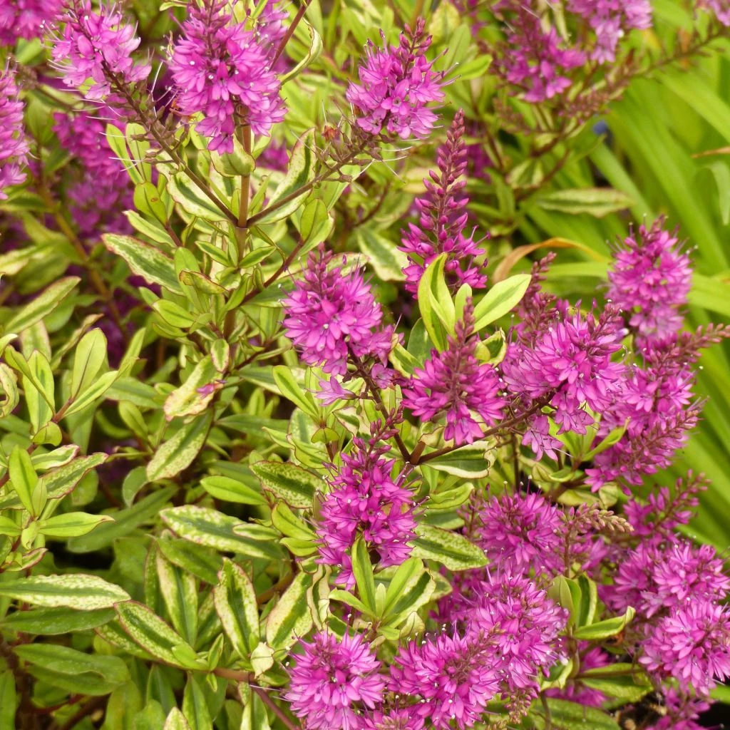 Hebe Celebration - Véronique Arbustive 3 Hebe Celebration - Véronique Arbustive