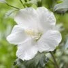 Hibiscus Syriacus Flower Tower White - Althea Blanc 2 Hibiscus Syriacus Flower Tower White - Althea Blanc -Terrefleurie Boutique Hibiscus syriacus Flower Tower White Gandini van Aart Althea blanc copyright 17191 1