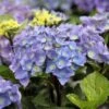 Hortensia - Hydrangea Macrophylla Black Steel Purple -Terrefleurie Boutique Hortensia Hydrangea macrophylla Black Steel Purple IF 17907 1