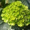 Hortensia - Hydrangea Macrophylla Green Ever Belles -Terrefleurie Boutique Hortensia Hydrangea macrophylla Green Ever Belles Hortmagreclo copyright 183801 1