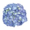 Hortensia - Hydrangea Macrophylla Bela 2 Hortensia - Hydrangea Macrophylla Bela -Terrefleurie Boutique Hydrangea macrophylla Bela 82566 1