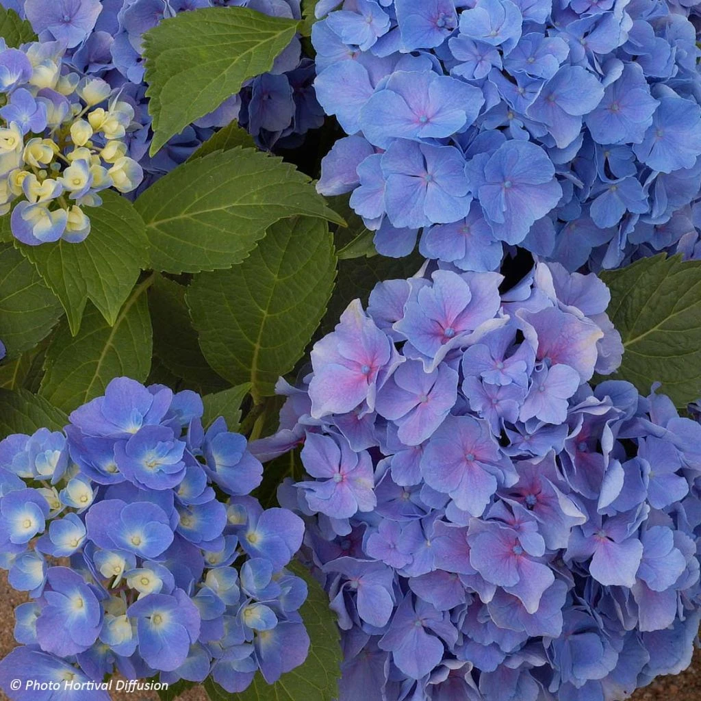 Hortensia - Hydrangea Macrophylla Benelux (bleu) 3 Hortensia - Hydrangea Macrophylla Benelux (bleu)