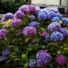 Hortensia - Hydrangea Macrophylla Blauer Zwerg 1 Hortensia - Hydrangea Macrophylla Blauer Zwerg -Terrefleurie Boutique Hydrangea macrophylla Blauer Zwerg 88323 1