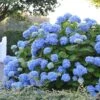 Hortensia - Hydrangea Macrophylla Endless Summer The Original (bleu) 1 Hortensia - Hydrangea Macrophylla Endless Summer The Original (bleu) -Terrefleurie Boutique Hydrangea macrophylla Endless Summer The Original bleu 85452 1