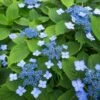 Hortensia Serrata Annie's Blue 2 Hortensia Serrata Annie's Blue -Terrefleurie Boutique Hydrangea serrata Annie s Blue copyright 87391 1