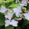 Hortensia - Hydrangea Serrata Blue Deckle 1 Hortensia - Hydrangea Serrata Blue Deckle -Terrefleurie Boutique Hydrangea serrata Blue Deckle 781674 1