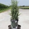 Juniperus Communis Arnold - Genévrier Commun -Terrefleurie Boutique Juniperus communis Arnold 84115 1