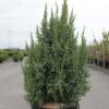 Genévrier écailleux - Juniperus Squamata Loderi -Terrefleurie Boutique Juniperus squamata Loderi 84122 1