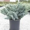 Genévrier écailleux - Juniperus Squamata Meyeri -Terrefleurie Boutique Juniperus squamata Meyeri 84123 1