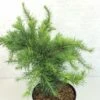Larix Decidua Little Bogle - Mélèze D'Europe Nain -Terrefleurie Boutique Larix decidua Little Bogle 665002 1