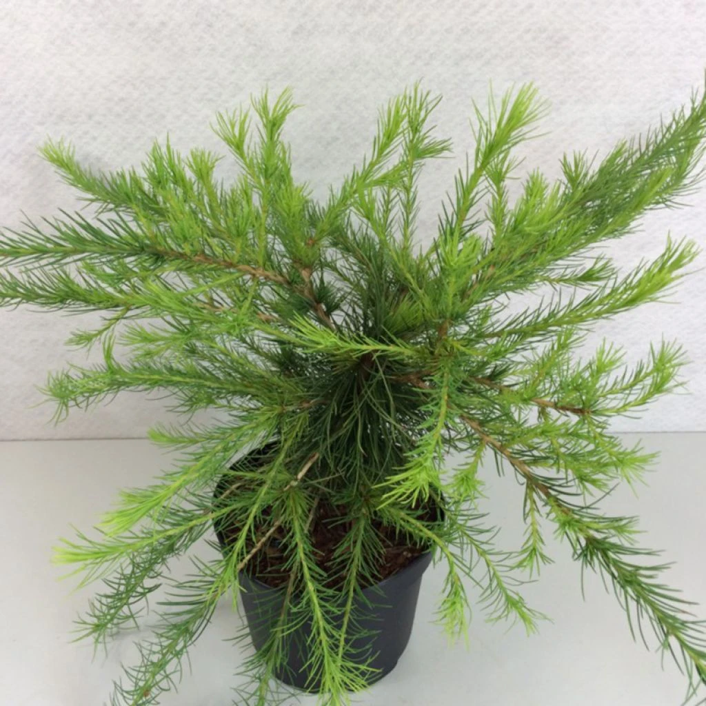 Larix Laricina Arethusa Bog - Mélèze D'Amérique Demi-nain 3 Larix Laricina Arethusa Bog - Mélèze D'Amérique Demi-nain