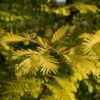 Metasequoia Glyptostroboides Gold Rush -Terrefleurie Boutique Metasequoia glyptostroboides Gold Rush 84179 1