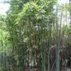 Phyllostachys Iridescens - Bambou Géant -Terrefleurie Boutique Phyllostachys iridescens 84911 1