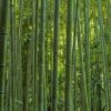 Phyllostachys Vivax MacClure (type) - Bambou Géant 2 Phyllostachys Vivax MacClure (type) - Bambou Géant -Terrefleurie Boutique Phyllostachys vivax MacClure 85247 1
