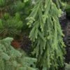 Picea Abies Frohburg - Epicea Pleureur -Terrefleurie Boutique Picea abies Frohburg 0675002 1