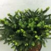Epicea Commun - Picea Abies Hana Subutus 1 Epicea Commun - Picea Abies Hana Subutus -Terrefleurie Boutique Picea abies Hana Subutus 676002 1