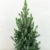 Epinette Blanche - Picea Glauca Conica Blue 1 Epinette Blanche - Picea Glauca Conica Blue -Terrefleurie Boutique Picea glauca Conica Blue 0684002 1
