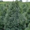 Epinette Blanche - Picea Glauca Sander's Blue -Terrefleurie Boutique Picea glauca Sander s Blue 0692002 1