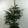 Epinette Noire - Picea Mariana Aurea -Terrefleurie Boutique Picea mariana Aurea 695002 1