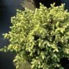 Picea Mariana Nana - Epinette Noire -Terrefleurie Boutique Picea mariana Nana 0696002 1