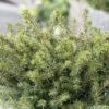 Epicea De Serbie - Picea Omorika Karel -Terrefleurie Boutique Picea omorika Karel 0699002 1