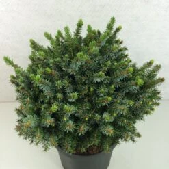 Epicea De Serbie - Picea Omorika Morava