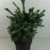 Epicea De Serbie - Picea Omorika Wodan -Terrefleurie Boutique Picea omorika Wodan 703002 1