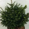 Picea Orientalis Barnes - Sapinette D'Orient 2 Picea Orientalis Barnes - Sapinette D'Orient -Terrefleurie Boutique Picea orientalis Barnes 704002 1