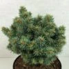 Picea Pungens Brynek - Epicea Bleu 1 Picea Pungens Brynek - Epicea Bleu -Terrefleurie Boutique Picea pungens Brynek 709002 1