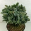 Epicea De Sitka - Picea Sitchensis Rom 2 Epicea De Sitka - Picea Sitchensis Rom -Terrefleurie Boutique Picea sitchensis Rom 719002 1