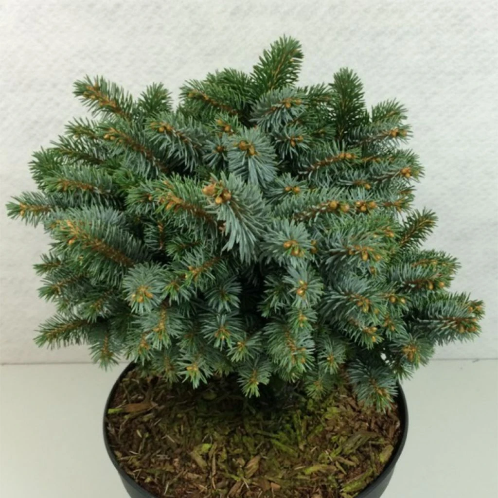 Epicea De Sitka - Picea Sitchensis Rom 3 Epicea De Sitka - Picea Sitchensis Rom