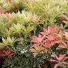 Andromède Du Japon - Pieris Japonica Flaming Silver 1 Andromède Du Japon - Pieris Japonica Flaming Silver -Terrefleurie Boutique Pieris Flaming Silver 84205 1