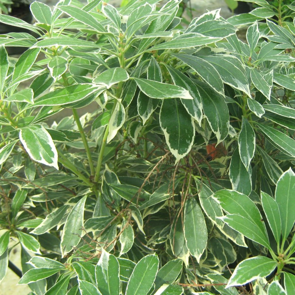 Andromède Du Japon - Pieris Japonica Ralto Rose ('Opstal10'PBR) 3 Andromède Du Japon - Pieris Japonica Ralto Rose ('Opstal10'PBR)