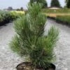 Pin De Bosnie - Pinus Heldreichii Malinkii -Terrefleurie Boutique Pin Pinus heldreichii Malinkii IF 1007842 1