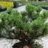 Pin De Montagne - Pinus Mugo Carsten's Wintergold -Terrefleurie Boutique Pin de montagne pinus mugo Carsten s Wintergold IF 1007872 1