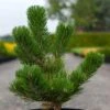 Pin Noir - Pinus Nigra Oregon Green 2 Pin Noir - Pinus Nigra Oregon Green -Terrefleurie Boutique Pin noir Pinus nigra Oregon Green IF 1001662 1