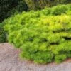 Pinus Densiflora Jane Kluis - Pin Rouge Du Japon -Terrefleurie Boutique Pinus densiflora Jane Kluis 0723002 1
