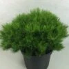 Pin Rouge Du Japon - Pinus Densiflora Low Glow 1 Pin Rouge Du Japon - Pinus Densiflora Low Glow -Terrefleurie Boutique Pinus densiflora Low Glow 724002 1