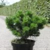 Pin De Montagne - Pinus Mugo Gnom -Terrefleurie Boutique Pinus mugo Gnom Pin de montagne IF 1001642 1