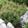 Pinus Mugo Mops - Pin De Montagne -Terrefleurie Boutique Pinus mugo Mops 0730002 1 1