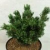 Pinus Parviflora Beran - Pin Blanc Du Japon -Terrefleurie Boutique Pinus parviflora Beran 737002 1