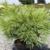 Pinus Strobus Minima - Pin De Weymouth -Terrefleurie Boutique Pinus strobus Minima 88965 1