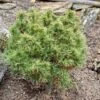 Pin Weymouth - Pinus Strobus Tiny Kurls -Terrefleurie Boutique Pinus strobus Tiny Kurls V 1007971 1