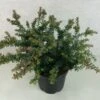 Podocarpus Lawrencii Blue Gem -Terrefleurie Boutique Podocarpus lawrencii Blue Gem 755002 1