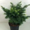 Sapin De Douglas - Pseudotsuga Menziesii Fletcheri -Terrefleurie Boutique Pseudotsuga menziesii Fletcheri 759002 1