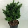 Sapin De Douglas - Pseudotsuga Menziesii Pannenhoef 1 Sapin De Douglas - Pseudotsuga Menziesii Pannenhoef -Terrefleurie Boutique Pseudotsuga menziesii Pannenhoef 761002 1